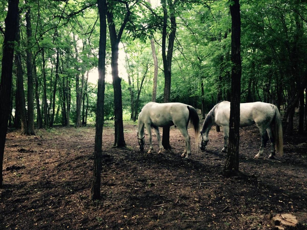 Igricz Farmhaz Villa Pocsmegyer Bagian luar foto