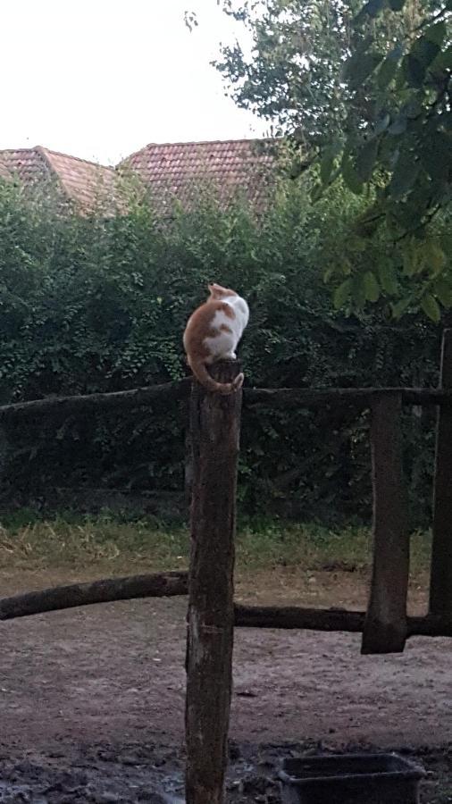 Igricz Farmhaz Villa Pocsmegyer Bagian luar foto